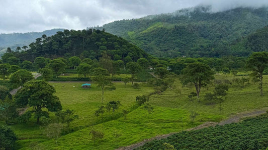 A lush green landscape in Costa Rica with rolling hills, scattered trees, a small house, and cloudy mountains in the background.