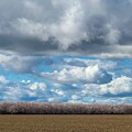 Almond Orchard