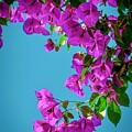 Bougainvillea 