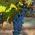 Cabernet Grapes on the Vine