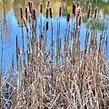Cattails