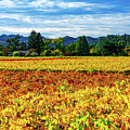 Fall Vineyard 6