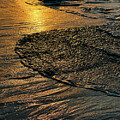 Golden Shore