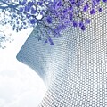 Jacarandas at the Soumaya