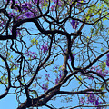 Jacarandas