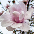 Magnolia Bloom