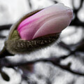 Magnolia Bud