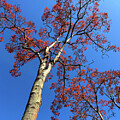Majestic Red Tree Against Blue Sky
