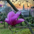Pink Magnolia