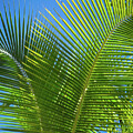 Sunlit Palms Against Blue Skies of Tulum