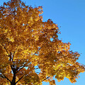 Tree in Autumn