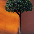 Tree in the Sunlight