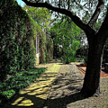 Tree Shadow
