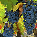 Trio of Cabernet Sauvignon Grape Clusters
