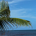 Tropical Palm by the Ocean