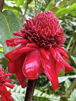 Leslie Brashear Adds A New Costa Rica Collection To Her Online Photo Gallery